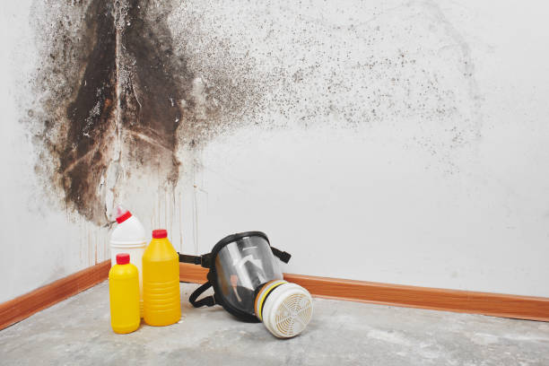 Trusted Fulton, MD Mold Removal Experts