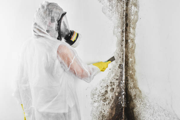 Best Toxic Mold Removal  in Fulton, MD