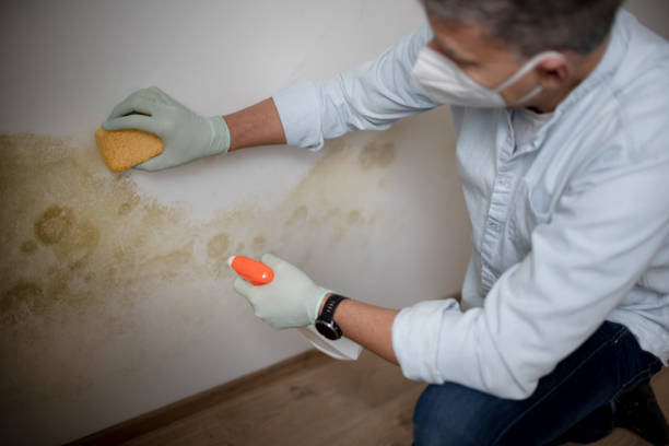 Best Toxic Mold Removal  in Fulton, MD