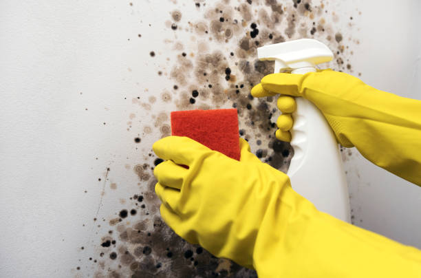 Office Mold Removal Services in Fulton, MD