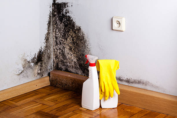 Best Professional Mold Removal  in Fulton, MD